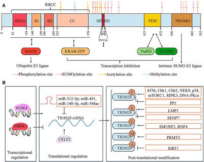 TRIM28 in cancer and cancer therapy